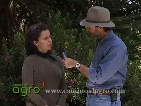 El cultivo de la mora