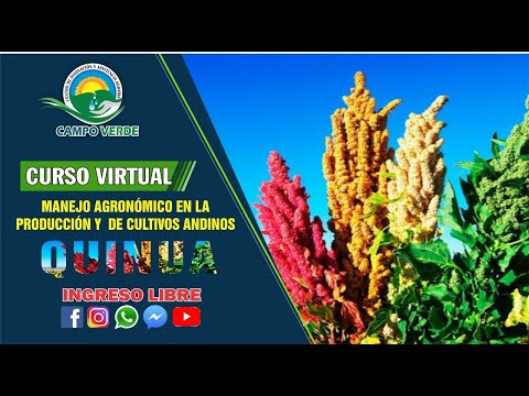 Curso virtual: “Manejo agronómico en la producción de cultivos Andinos – Quinua”