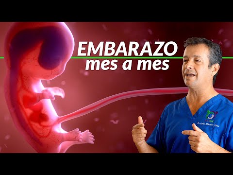 Embarazo mes a mes - Fecundación y desarrollo de embrión a feto, y a bebé