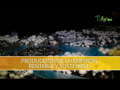 Producción de Champiñón Rentable y Sostenible